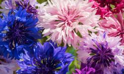 Nature et Saveurs - Ferme Aquaponique et Permacole Astérienne - Fleurs de bleuet comestible – nuances poétiques et éclat naturel