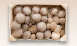 Les Myconautes - Pleurotes panicaut Bio - Cagette 3kg