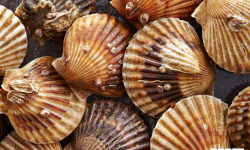 Brest Marée - Coquilles St Jacques de la rade de Brest - 1kg