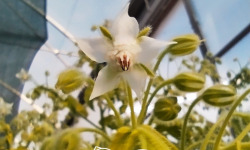 Nature et Saveurs - Ferme Aquaponique et Permacole Astérienne - Fleurs de bourrache – pureté et fraîcheur végétale