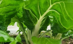 La Ferme de Goas Per - Blette bio - 1kg