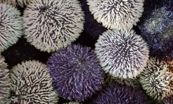 Saint Kerber - Cancale - Oursins violets de Bretagne - 1 Kg