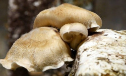 La Carrière du Bienheureux - Shiitake Bio - 250g