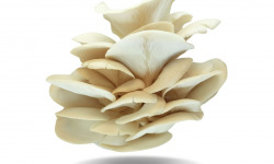 Naturélium - Le pleurote de l’orme 500g