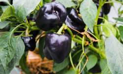 Maison Argentain - Poivron Noir - 900g