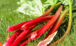 Le Châtaignier - Rhubarbe - 1Kg