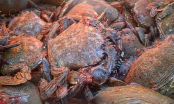 Saint Kerber - Cancale - Etrilles 3kg - VIVANTES