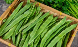 Les Jardins de Gérard - Haricot plat mange tout bio