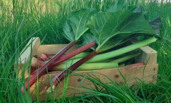 Les Vergers de la Vautée - Rhubarbe Bio