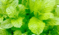 Nature et Saveurs - Ferme Aquaponique et Permacole Astérienne - Menthe pamplemousse — fraîcheur fruitée et notes d’agrume