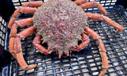 Le Termer - Araignée de mer femelle