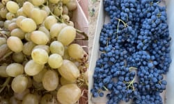 Domaine Reverchon - MIX mélange raisin muscat + raisin blanc  4KG