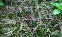 Maison Argentain - Moutarde Rouge - 200g