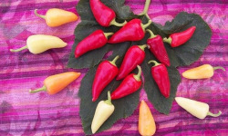 HERBA HUMANA - Piment frais Rio Grande 400g