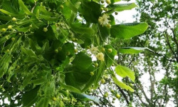 La Cabane à plantes - Tilleul