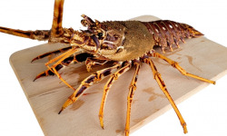 La Criée d'à Côté - Langouste Rouge Cuite - 800g