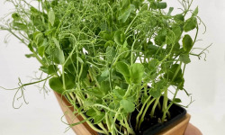 Horssol - Ferme urbaine - Micro-pousse de Pois vrillé x4 barquettes