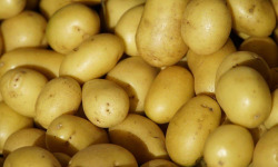 Nature et Saveurs - Ferme Aquaponique et Permacole Astérienne - Pomme de terre Colomba – éclat doré et fondant parfait