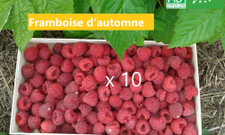 LES JARDINS DE KARINE - Framboise d'automne surgelée - 10 kg