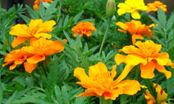 Nature et Saveurs - Ferme Aquaponique et Permacole Astérienne - Rose d’Inde – éclat floral et saveur d’agrumes