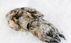 Godaille de l'Armement Cherbourgeois - En Direct du Bateau - Seiche Entiere – Lot De 1 Kg (1 ou 2 Pièces)