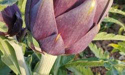 La Ferme de Milly - Anjou - Petit artichaut violet Bio-3 unités