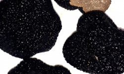 Ferme de Pourcier - Truffe Fraîche - Truffe d'été 500g