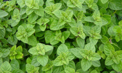 Les Herbes du Roussillon - Origan Frais
