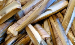 Luximer - Couteaux de mer - lot de 3kg