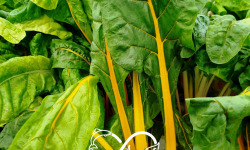 Nature et Saveurs - Ferme Aquaponique et Permacole Astérienne - Jeune blette jaune Pamella – couleur douce et finesse végétale