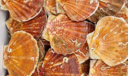 Notre poisson - coquilles saint jacques +13cm de Normandie 6kg