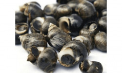 Poissonnerie Paon - Bigorneaux vivants - Très gros : Lot de 500 g