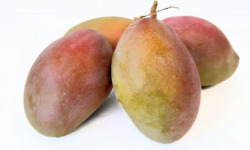 L’Oliveraie du Coudon - Mangue Osteen  3 PIECES