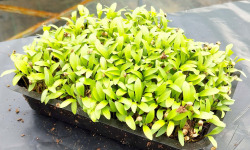 Nature et Saveurs - Ferme Aquaponique et Permacole Astérienne - Micropousse de coriandre coupée – fraîche et aromatique