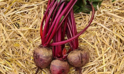 La Ferme de Goas Per - Betterave Bio - 600g