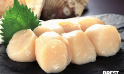 Brest Marée - Noix de Saint Jacques de la Baie de Saint-Brieuc - 400g