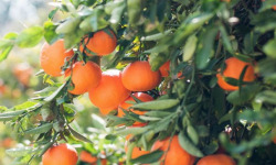 L’Oliveraie du Coudon - Oranges à feuilles de table 2kg