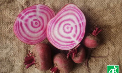 Ferme de Carcouet - Betteraves Chioggia Bio - 1 kg