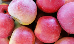 Le Châtaignier - Pommes Reines De Reinettes - Colis 5kg