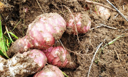 La Ferme de Milly - Anjou - TOPINAMBOURS-BIO-1KG