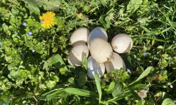 Des Poules et des Vignes à Bourgueil - Œuf de cane (x1)