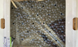 Myrtilles du Trimoulet - Myrtilles fraiches cultivées - Vrac 2.5 Kg