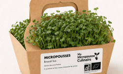 Ma Micropousse culinaire - Micro-pousses bio de brocoli Calabrese – 8 barquettes