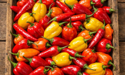 Nature et Saveurs - Ferme Aquaponique et Permacole Astérienne - Piments Frais en mélange - 50g