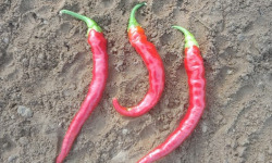 HERBA HUMANA - Piment Guindilla - 40g