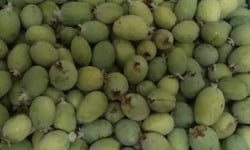 Les Jardins de Mondpa - Goyave ananas "Feijoas" - 10kg