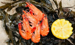 SARL O GRE DES VENTS - Crevettes Bio 300g