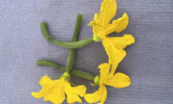 Les Jardins de Simone - Mini concombre avec sa fleur Bio x10