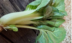 Les Jardins de Gérard - Blette Jessica Bio - 500 g