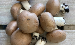 L’Oliveraie du Coudon - Champignon brun 3kg